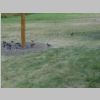 Birds on Ground.jpg